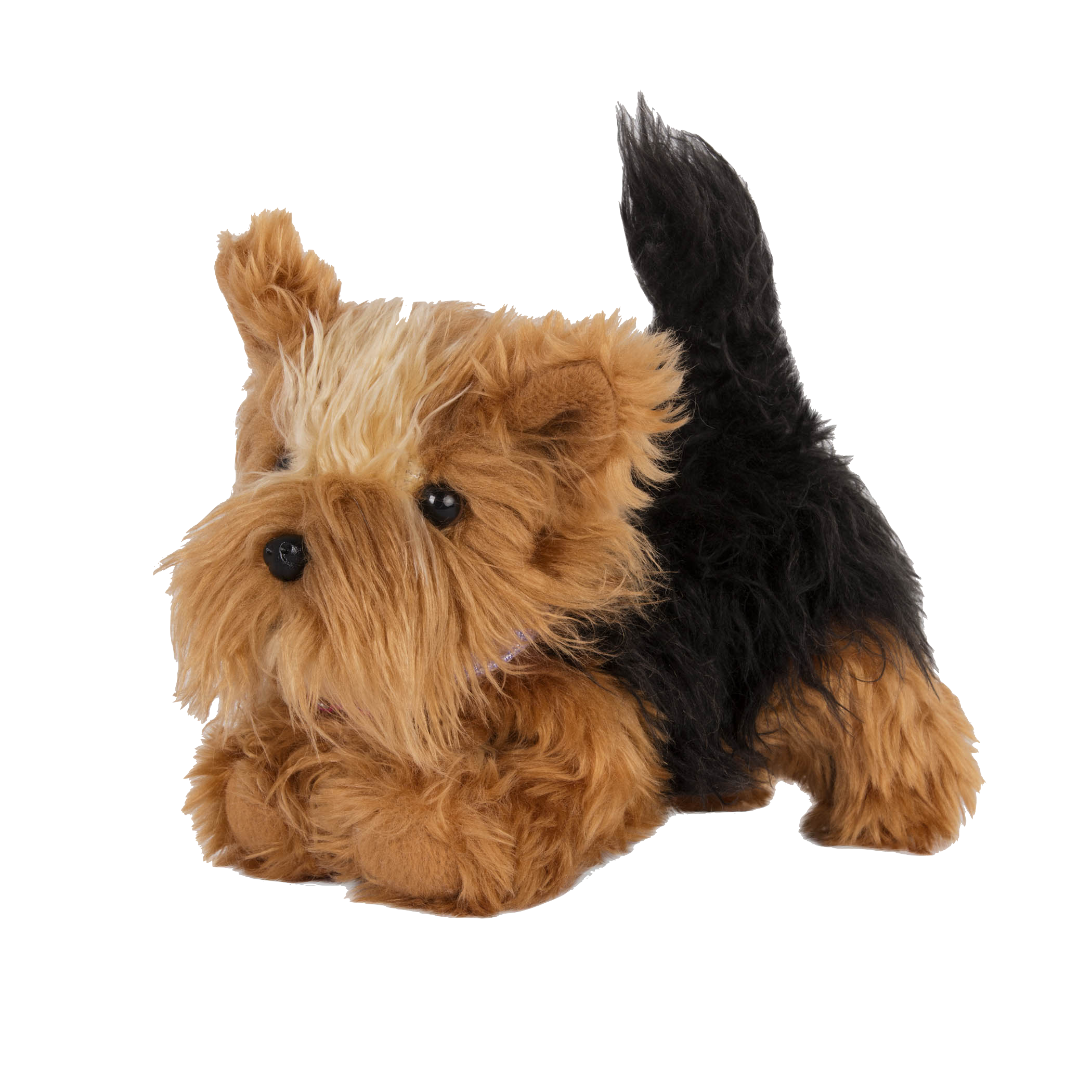 Yorkshire Terrier Pup with front paws bent